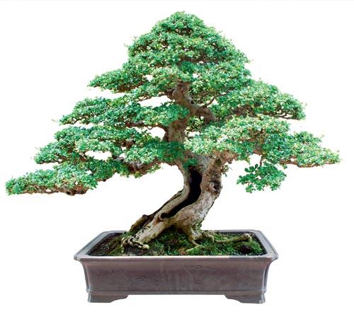 bonsai to châu