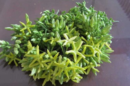 bong-thien-ly-1-s