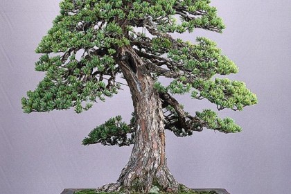 bonsai