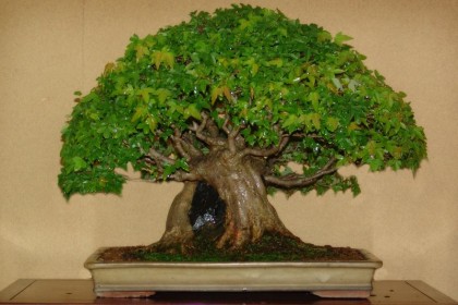 bonsai
