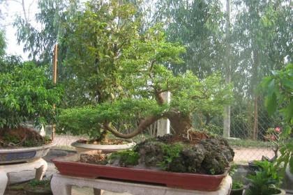 Bonsai là gì?