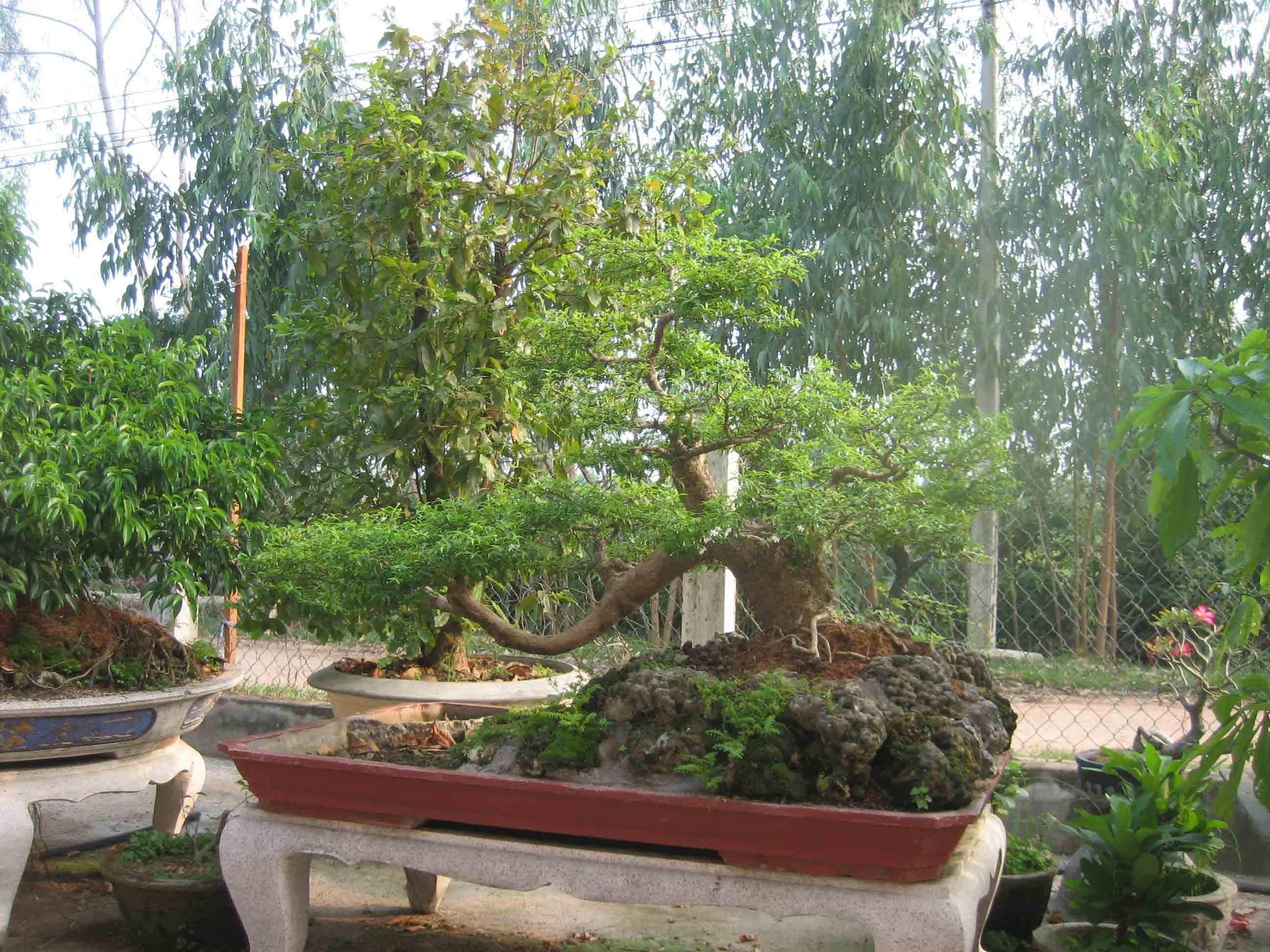 Bonsai là gì?