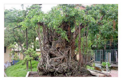 bonsai