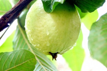 cây ổi