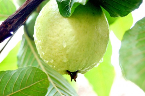 cây ổi