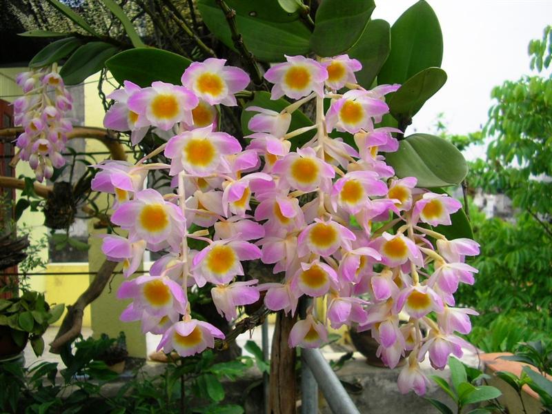 Đăng lan