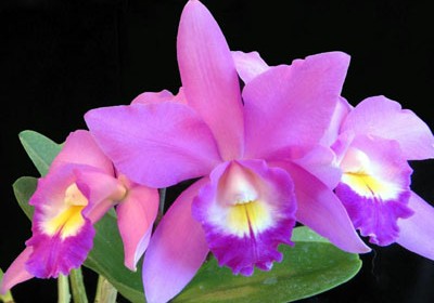 hoa phong lan