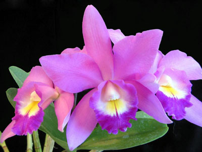 hoa phong lan
