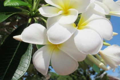 Hoa sứ
