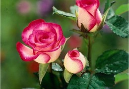 Phương pháp ghép cây hoa hồng