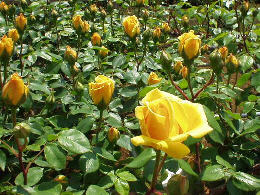 Sắc Hoa Hồng