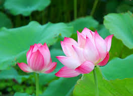 hoa sen