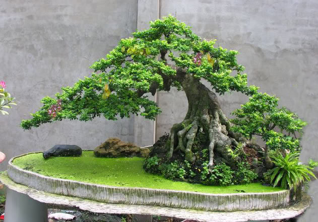 bonsai- Việt Nam