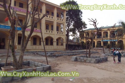 trong-cay-truong-hoc-di-n1a