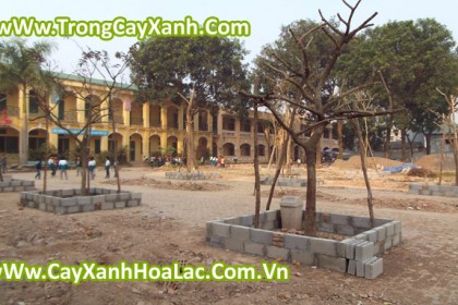 trong-cay-truong-hoc-di-n1a