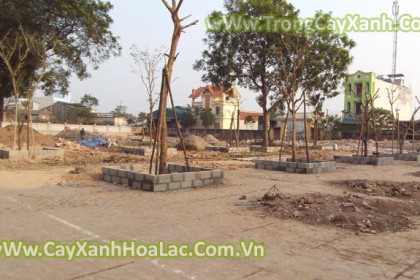 trong-cay-truong-hoc-di88-n
