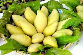 cây xoài