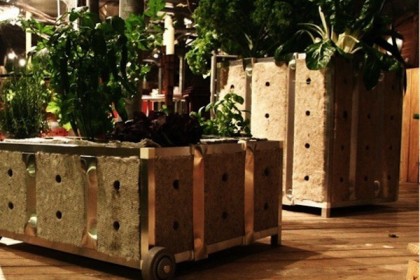 11 ý tưởng trồng cây lạ – vui mắt