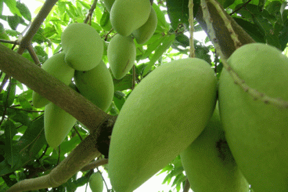 Kỹ thuật chọn giống và trồng xoài