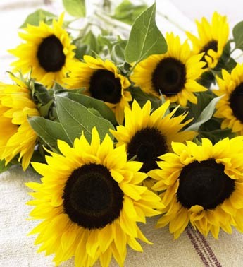 Hoa Mặt trời – cách trồng và sử dụng