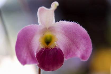 Paphiopedilum vietnamense.