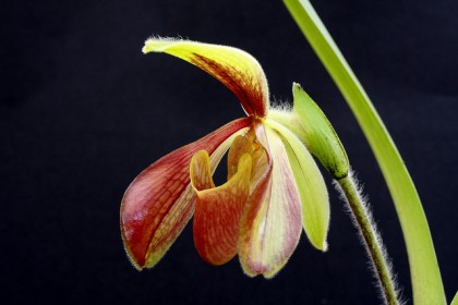 Lan Hài vàng Paphiopedilum villosum.