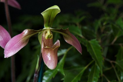 Lan Hài đài cuộn Paphiopedilum appletonianum
