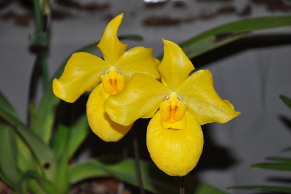 Lan hài kim Paphiopedilum armeniacum.