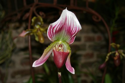 Lan Hài vân Paphiopedilum callosum.