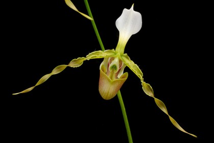 Lan Hài râu Paphiopedilum dianthum.