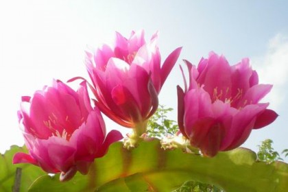 nhật quỳnh