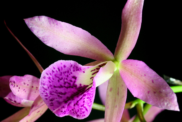 Brassocattleya