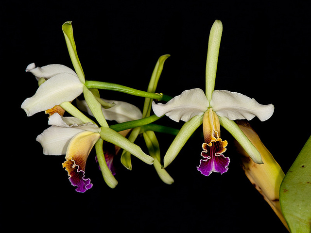 Cattleya