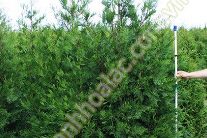 Cây Bách Xanh co chiều cao 3m tại vườn ươm