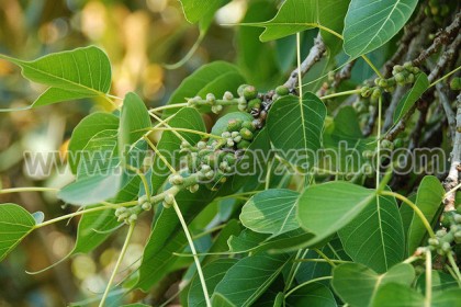 Lá cây Bồ Đề hình tim với phần chóp kéo dài đặc biệt