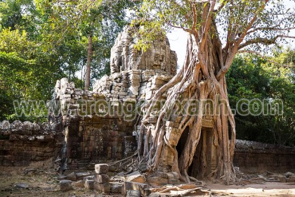 Cây Bồ Đề ở Cam Pu Chia đền Prasat Ta Som