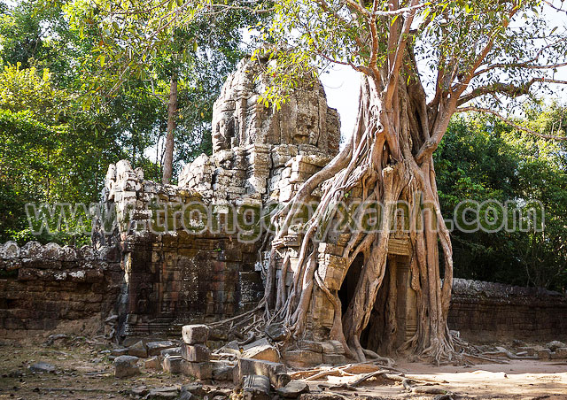 Cây Bồ Đề ở Cam Pu Chia đền Prasat Ta Som