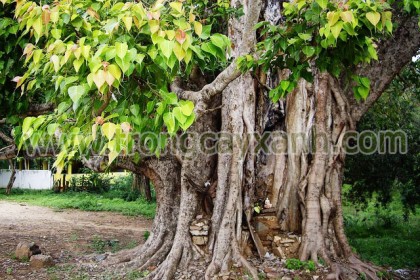 Cây Bồ Đề được chụp tại đền Khu Ba