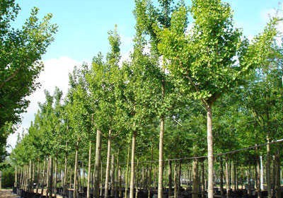 Cây Ngân Hạnh giống tại vườn ươm
