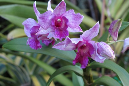 Dedrobium