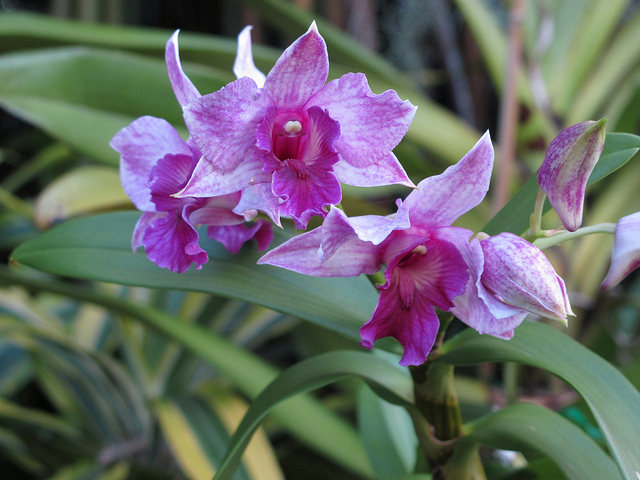 Dedrobium