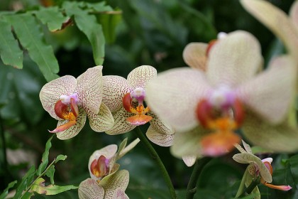 Dedrobium