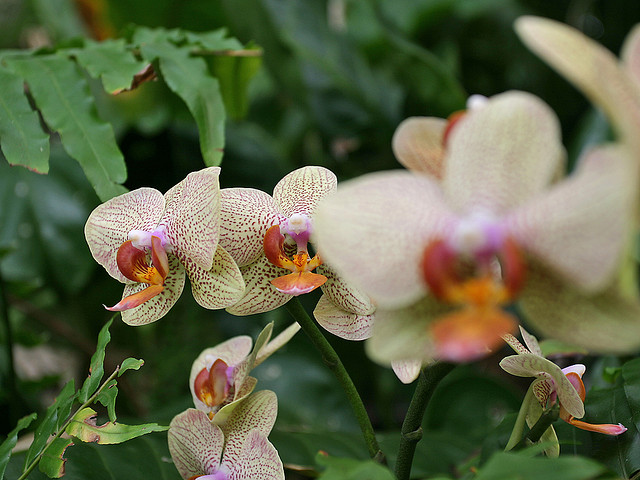 Dedrobium