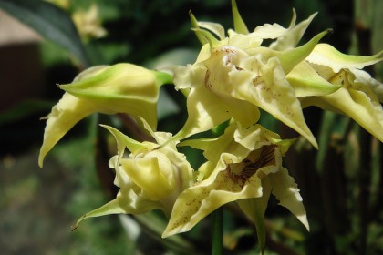 Dedrobium