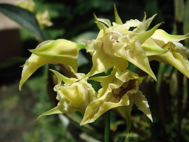 Dedrobium