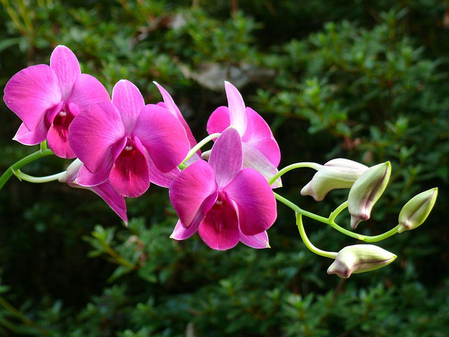 Dendrobium compactum Rolfe & Hackett.