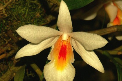 Dendrobium fuerstenbergianum Schltr