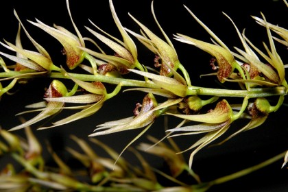 Dendrobium strongylanthum