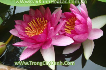 Hoa-Sung-Hong-Tim-up