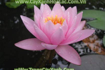 Hoa-Sung-Hong-Tim1-up
